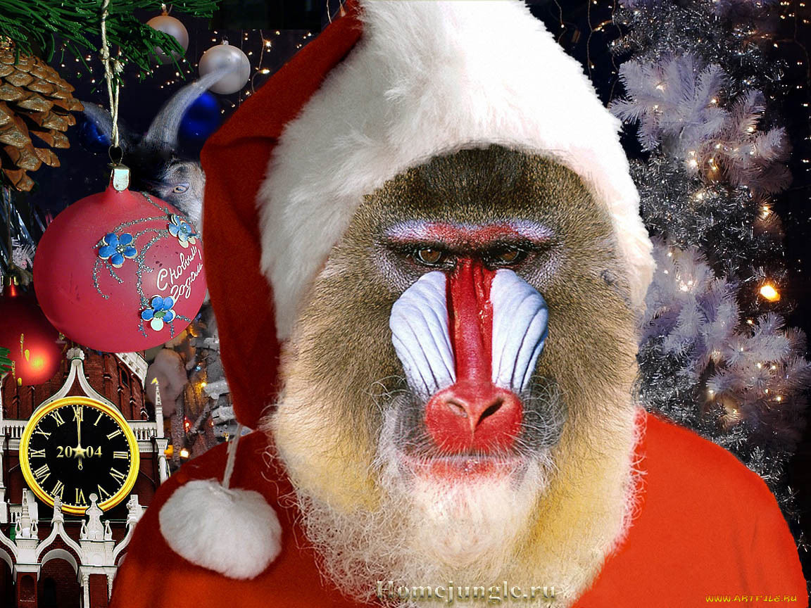 Новый год обезьян. Новогодняя обезьяна. Обезьяна в новогодней шапке. Обезьянка в костюме Деда Мороза. Обезьяна в одежде дед Мороза.